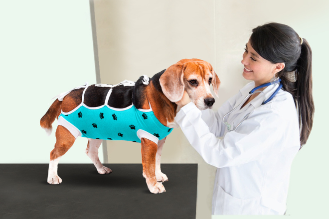Protection During Animal Handling