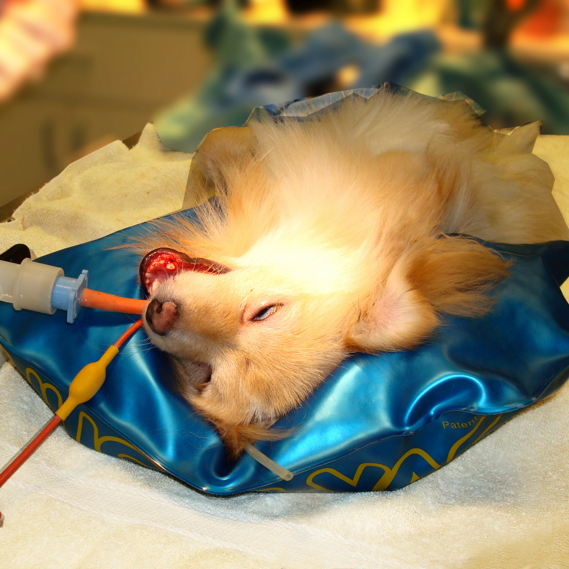 animal head positioner dentals