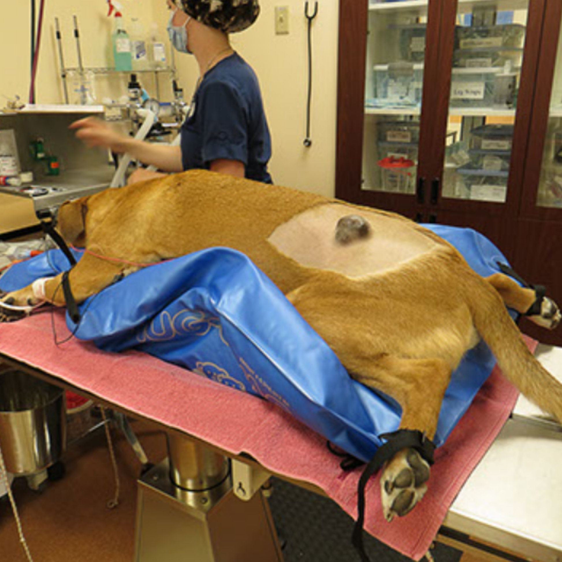 large dog animal positioner 