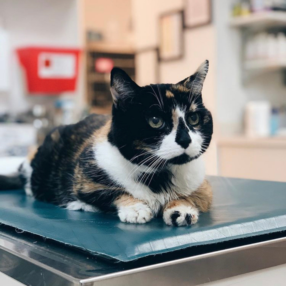 Waterproof Veterinary Mat - My Store