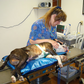 dog surgery positioner