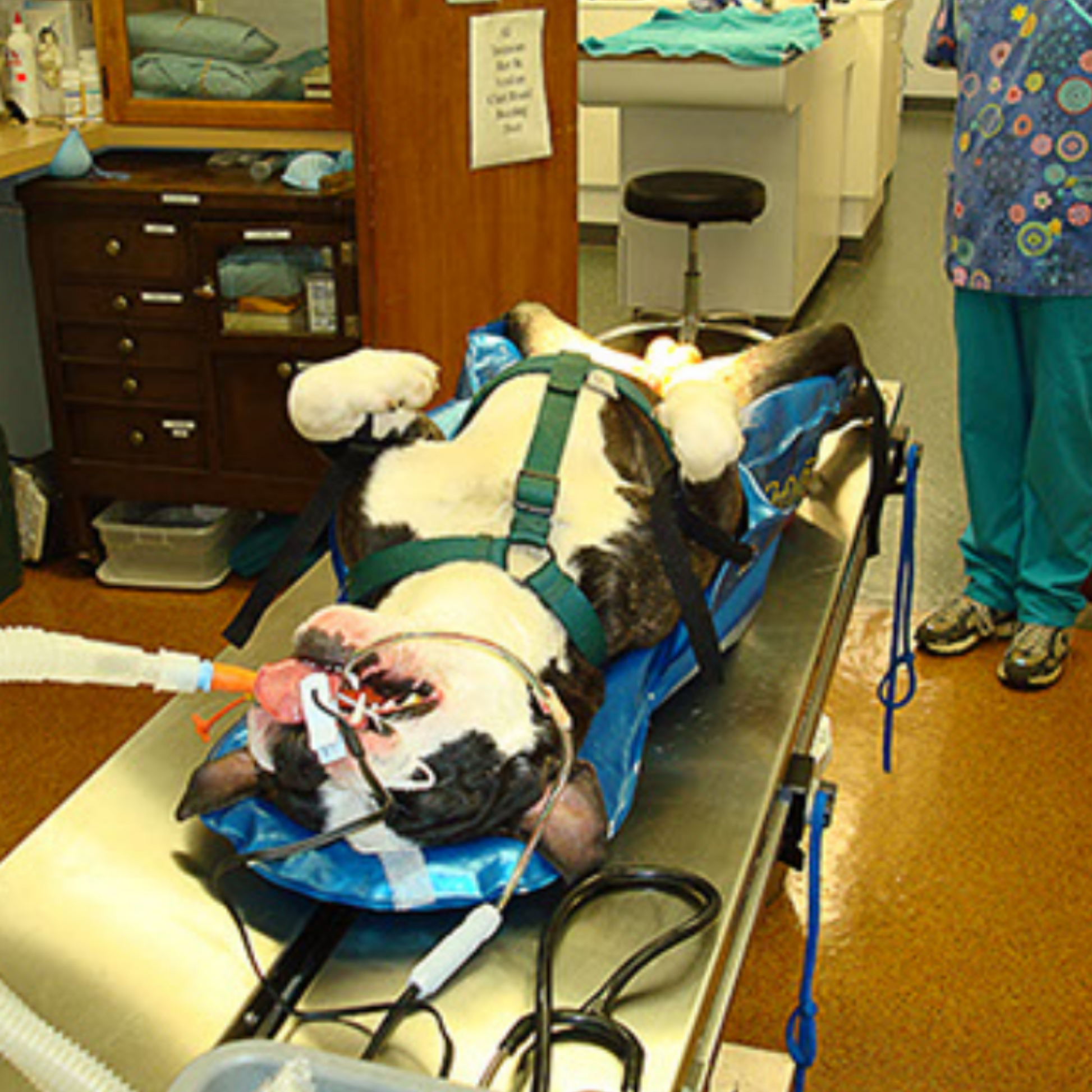 dog surgery prep positioner