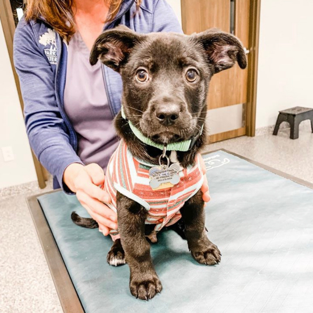Waterproof Veterinary Mat - My Store