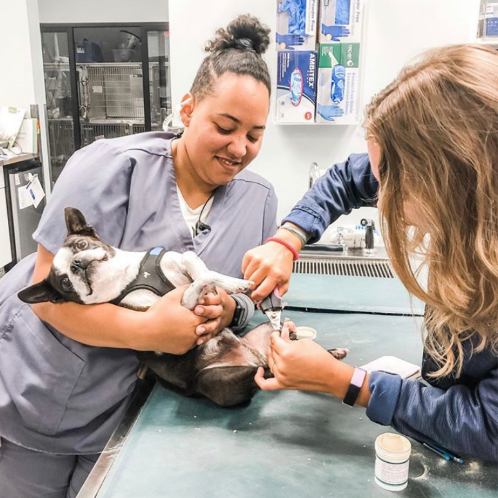 Waterproof Veterinary Mat - My Store