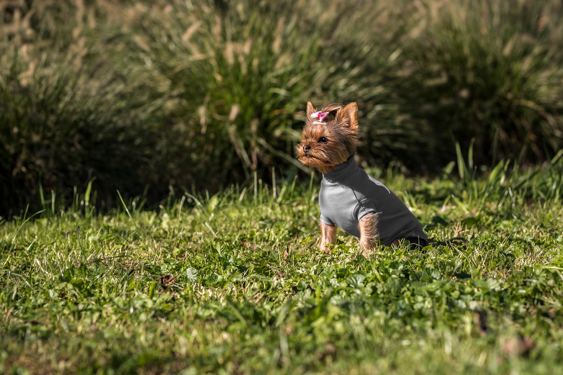 Special - VetMedWear Recovery Suit for male dogs - My Store