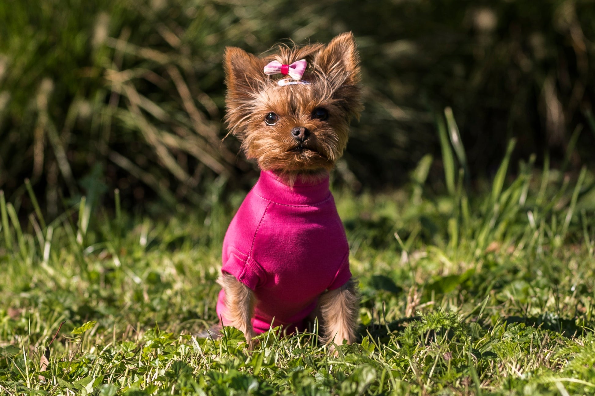 Special - Suit for female dogs and all cats and rabbits - My Store