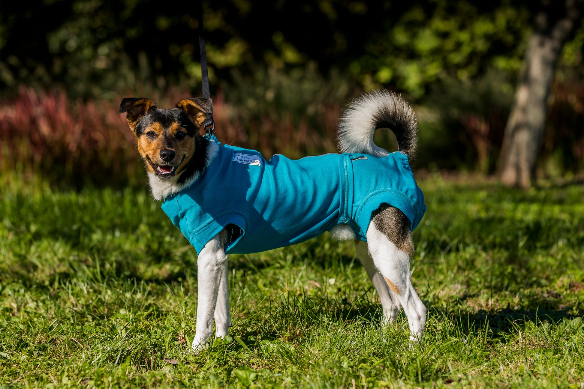VetMedWear Recovery Suit for male dogs VP - My Store