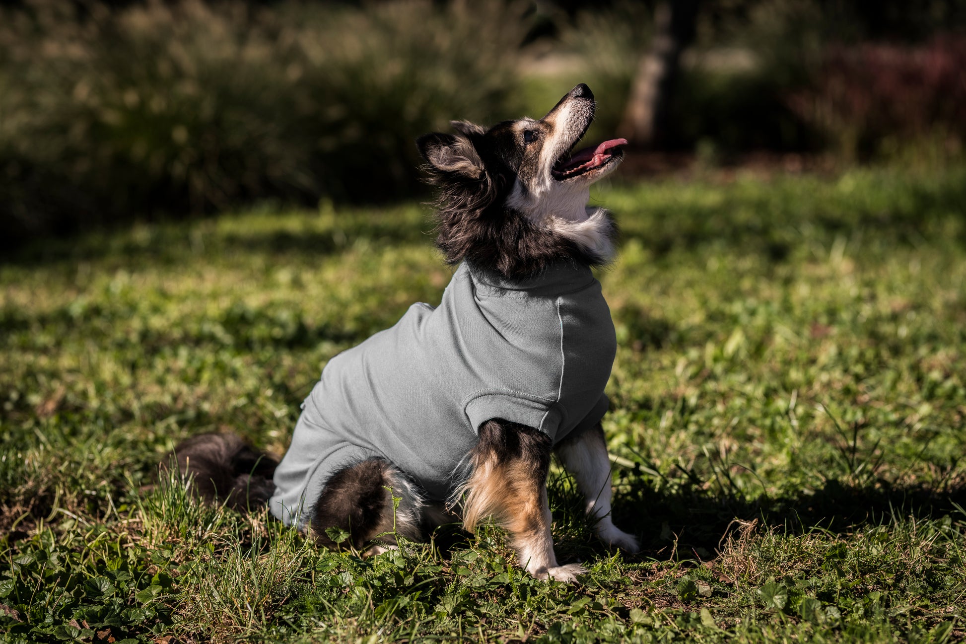 Special - VetMedWear Recovery Suit for male dogs - My Store