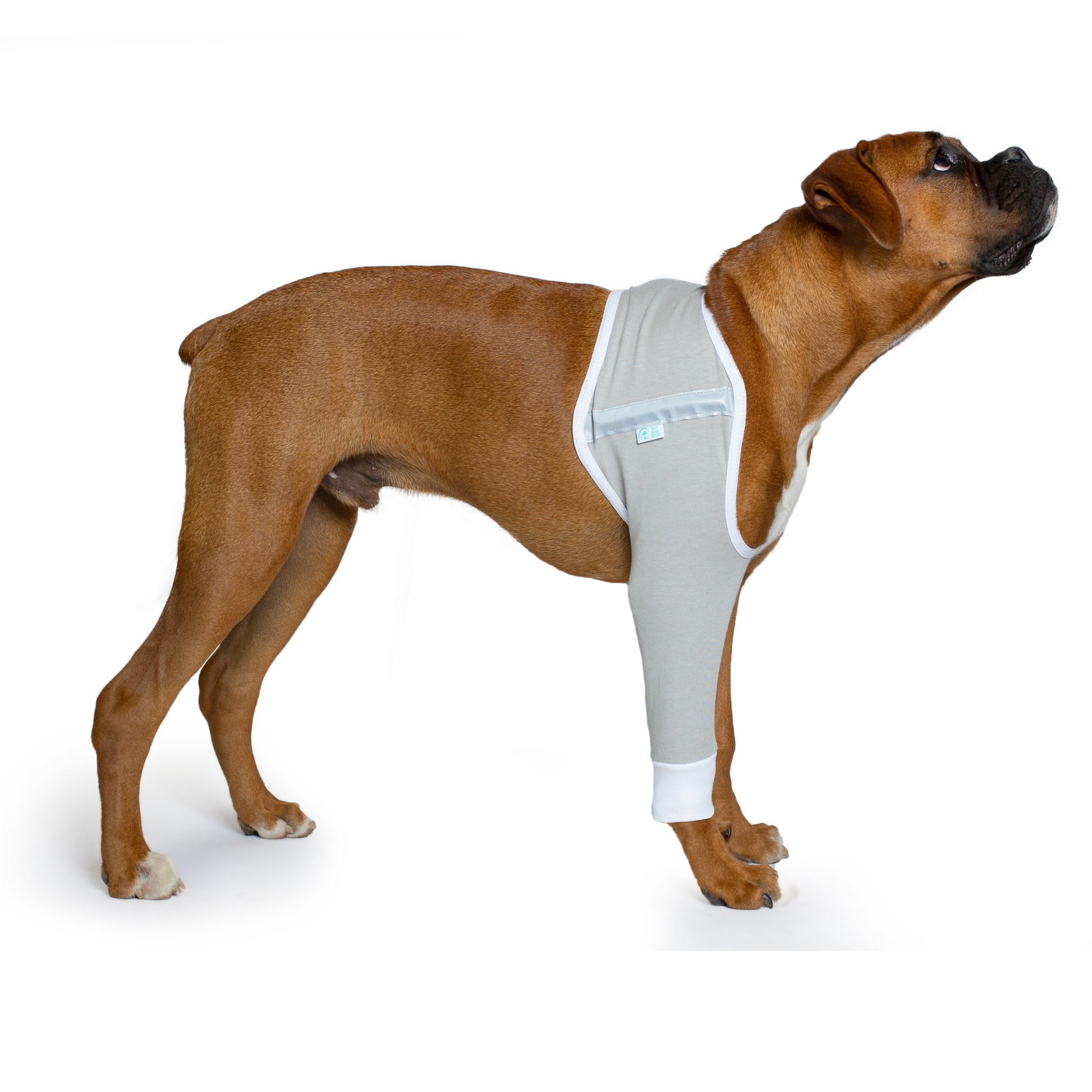 dog gray shoulder sleeve after surgery