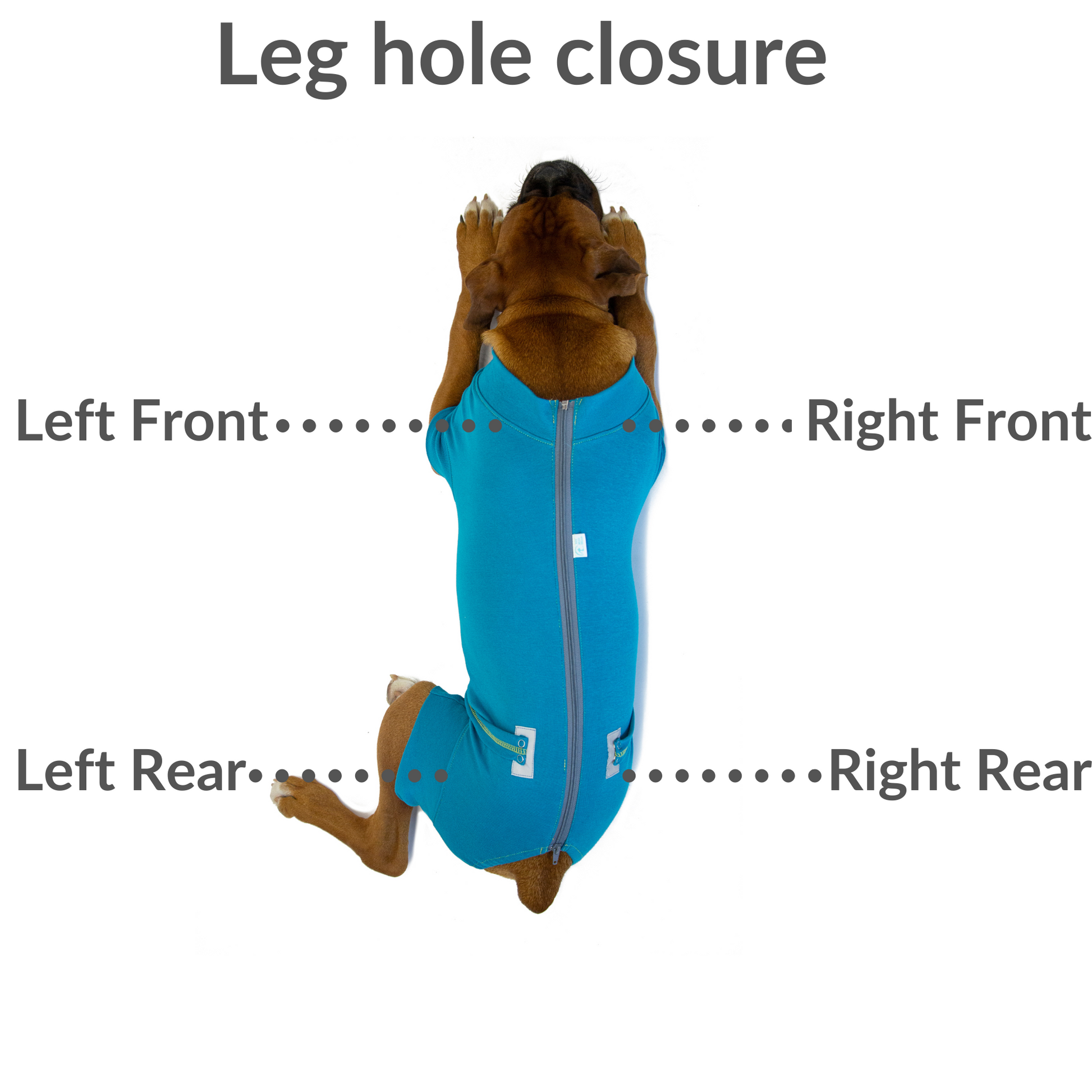 dog amputee location diagram