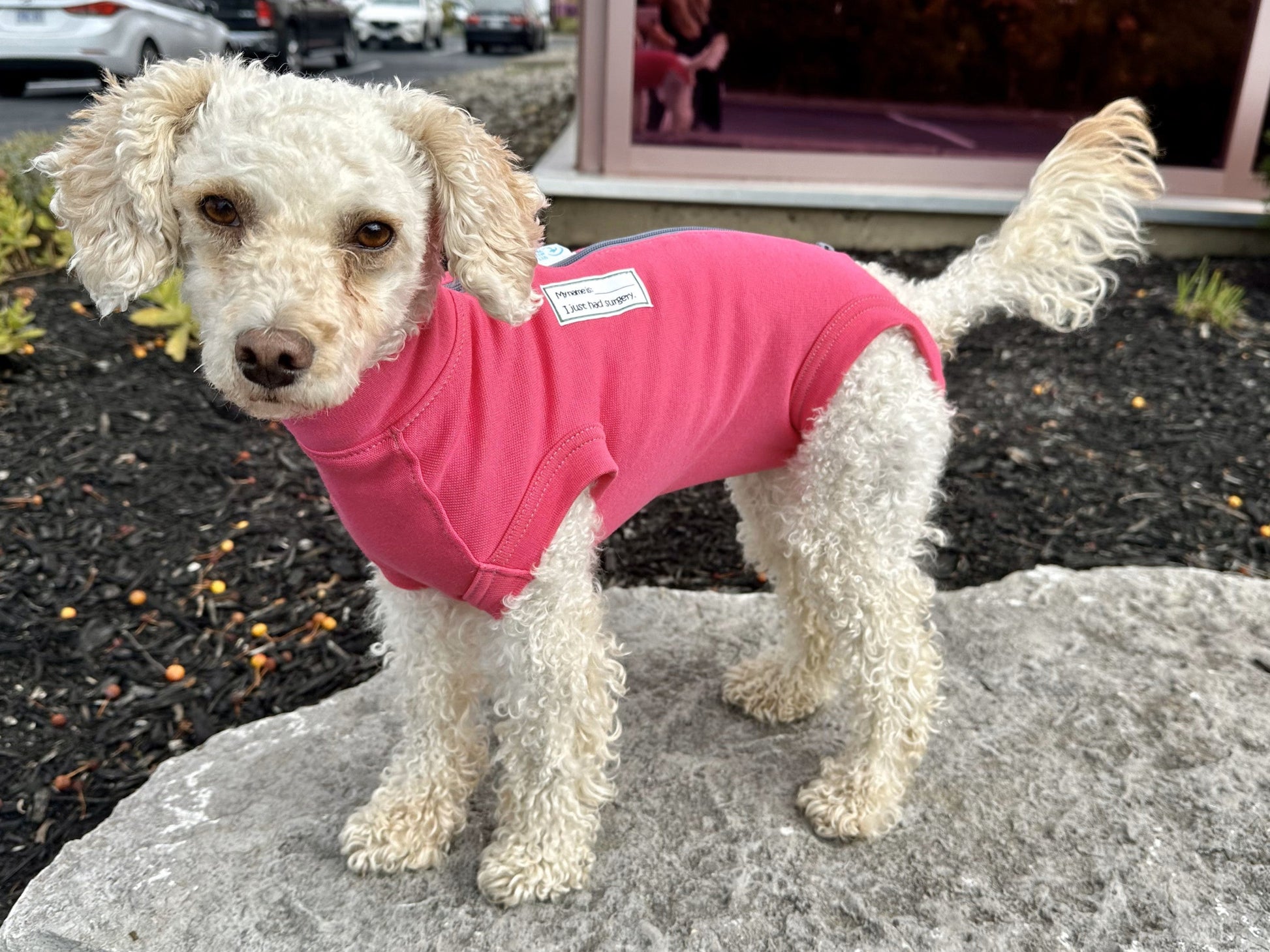 Special - Suit for female dogs and all cats and rabbits - My Store