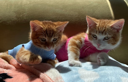 VetMedWear Recovery Suit for female dogs and all cats. - My Store