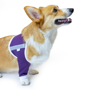 dog shoulder sleeve sitting