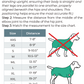 VetMedWear Recovery Suit for Male Dogs