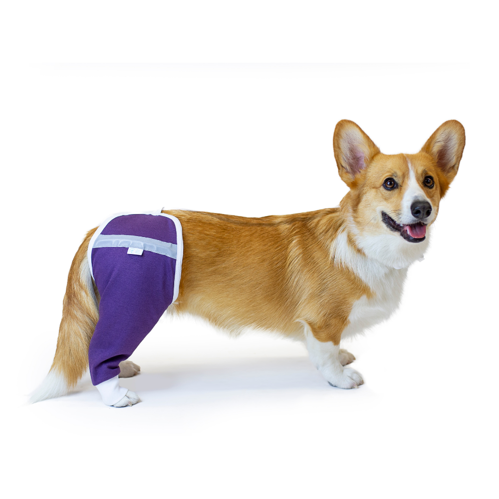 Hip and Thigh Protective Sleeve for Dogs - My Store